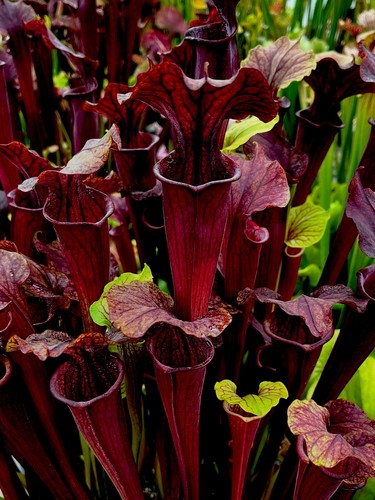 Sarracenia flava red - sarracenia,