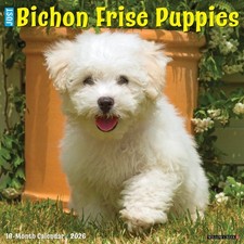 Bichon Frise Puppies 2026 12" x 12" Wall Calendar (free shipping)