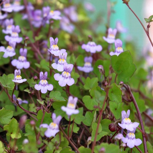 Cymbalaria mularis - , |
