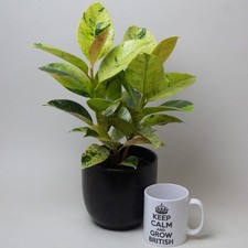 Ficus Elastica Shivereana – Variegated Rubber Plant (13cm Pot)
