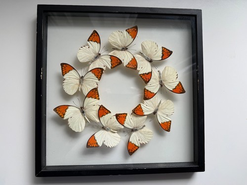 Framed real butterfly - framed,