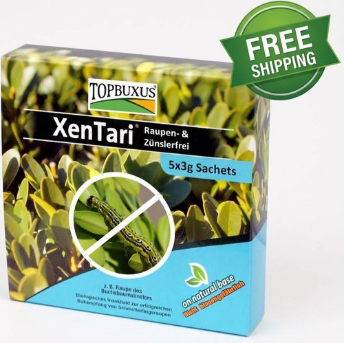 Topbuxus xentari boxwood - topbuxus,
