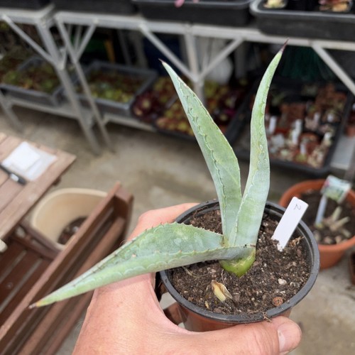 Agave americana width - width, inches