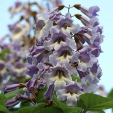 Paulownia tomentosa 14cm