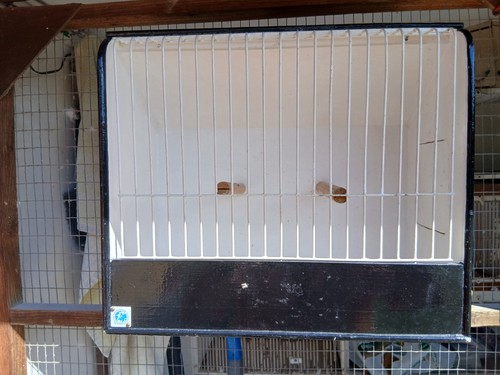 Budgerigar show cage - show,
