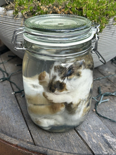 Medium preserved bunny wet - medium,