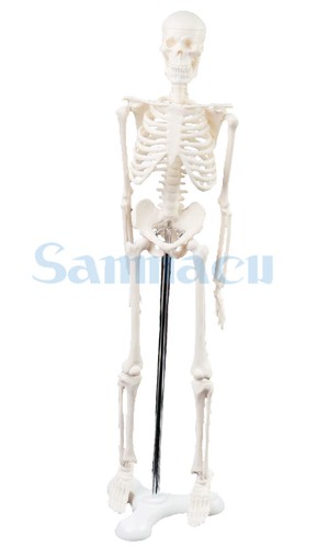 45cm human anatomical - anatomical, anatomy