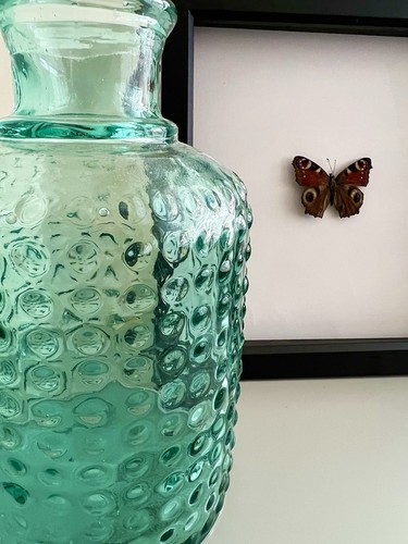 Peacock butterfly mounted and - peacock,