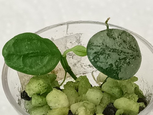 Rare hoya serpens silver - rare,