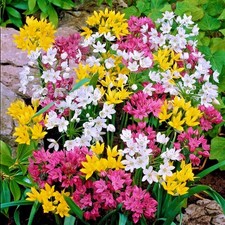 Allium Playful Party Mix 60