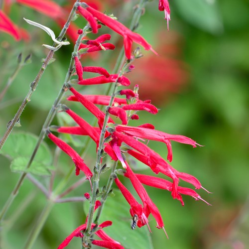 Sage pineapple plant - sage,