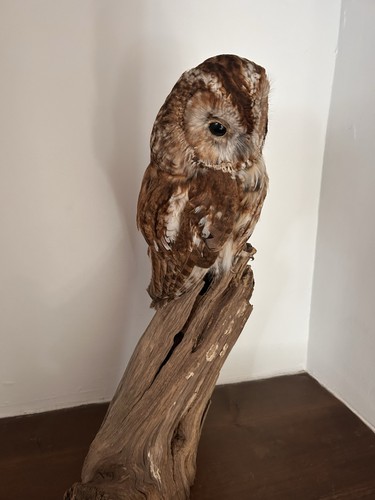 Antique owl taxidermy 19th - antique,