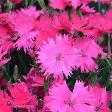 Dianthus plug plants bright