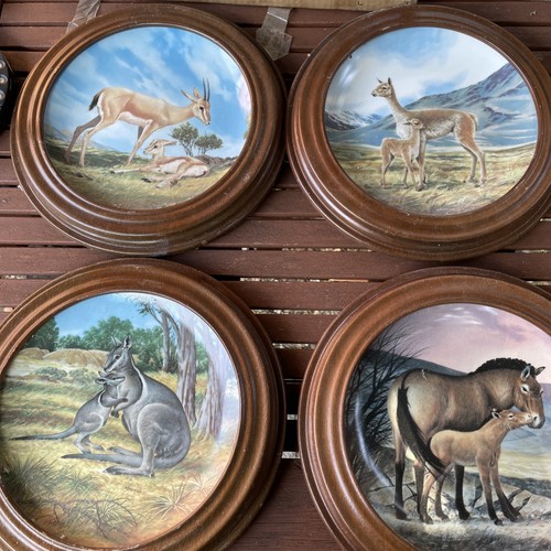 Wildlife collectable plate - wildlife,