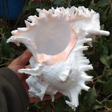 Large White Murex Ramosus