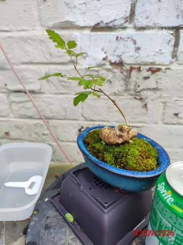 Vitex negundo living - (a, bonsai