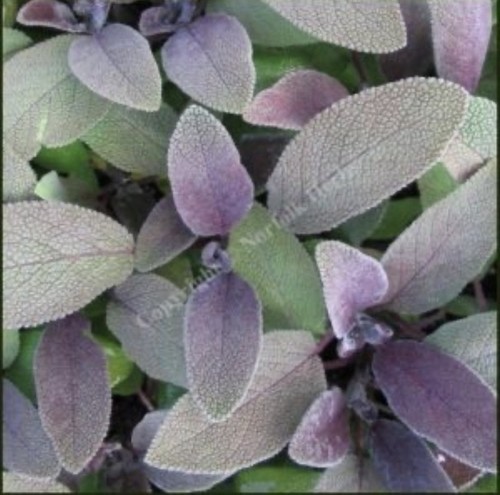 Purple sage salvia - 2x,