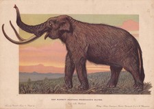 1902 WOOLY MAMMOTH Print -