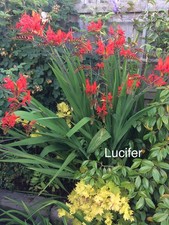 Crocosmia Lucifer x 25 corms/plants