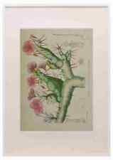 Lansdell KA 1921 Sarcocaulon Rigidum A3 A4 Framed Print Picture