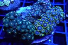 Zoa Rock / Colony #3 – Mixed