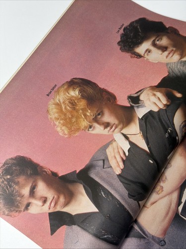 Stray cats look - stray, in