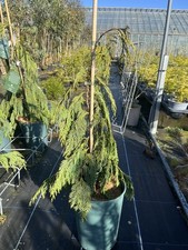 Nootka Cypress Tree -