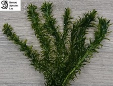 EGERIA DENSA 5 to 50 Loose Oxygenating Live Plant - Pond Weed Aquarium Fish Tank