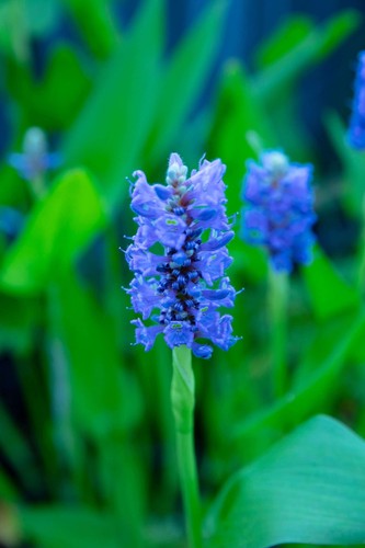 Pontederia cordata pickerel - pontederia,