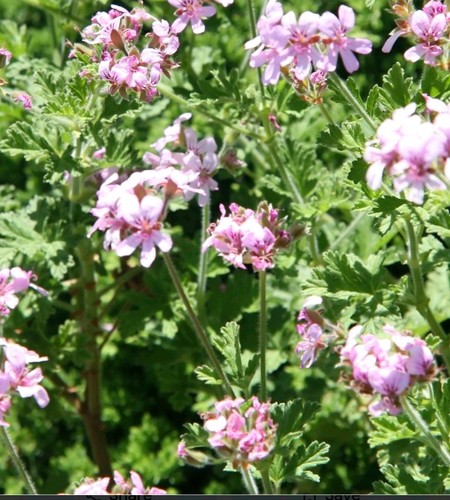 Lemon scented pelargonium - lemon,