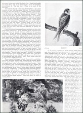 FALCONRY : HOBBY & MERLIN