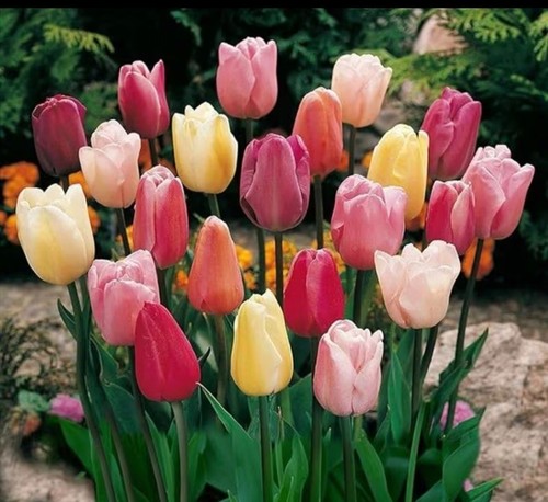 99pcs flower planting tulip - 99pcs,