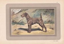 1931 irish terrier print - irish,