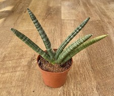 Sansevieria Boncel | Snake
