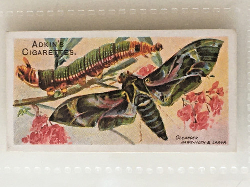 Adkin sons cigarette card - sons,