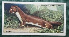 WEASEL   Vintage 1930's Illustrated Wildlife Card  JE24M