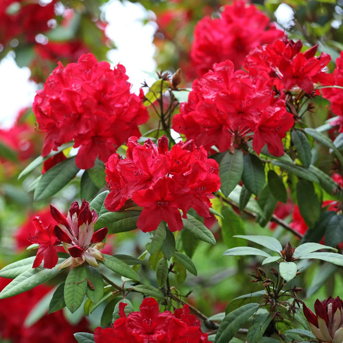 Rhododendron red jack - jack, 5ltr