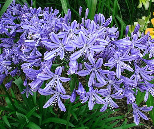 New agapanthus star gazer - star,