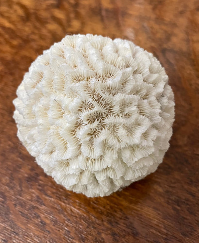 Skeleton brain coral white - brain,
