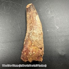 Fossilised spinosaurus