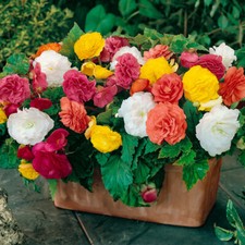 Begonia 'Non-Stop' plug plants