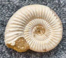 Fossilised perisphinctes ammonite, jurassic, genuine fossil