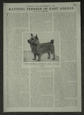 Norwich Terrier Ratting Terrier Of Anglia History Of 1957 1 Page Photo Article