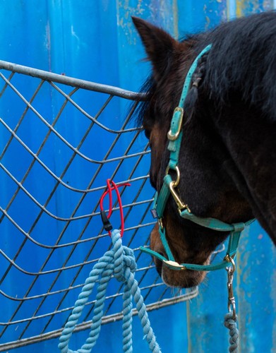 Horse quick release - release, clips