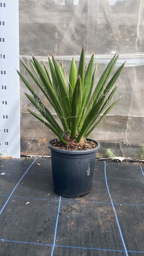 Yucca carnerosana 80cm in - yucca,