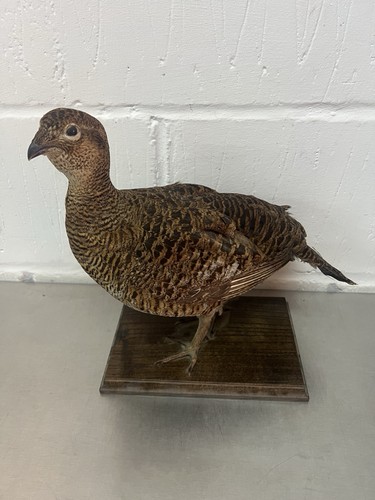 Taxidermy bird black grouse - bird,