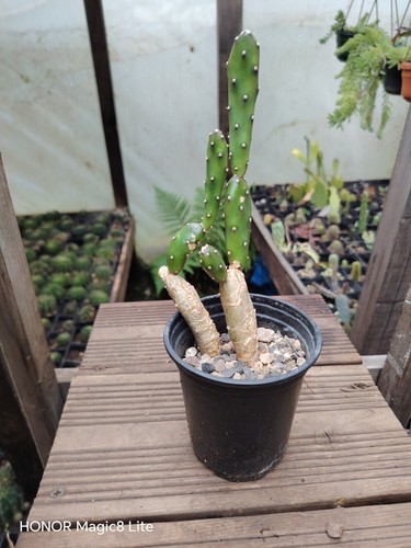Opuntia elata paraguayensis - opuntia,