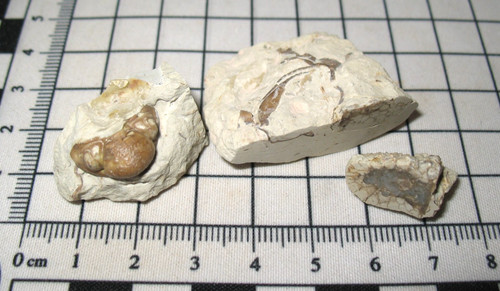 Devonian cut favosites conicus - devonian,