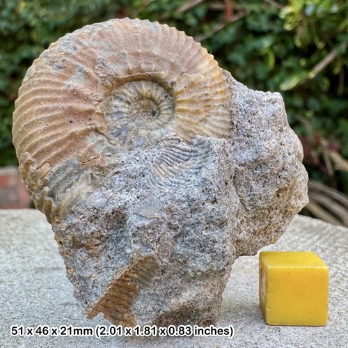 Kosmoceras jasoni ammonite - kosmoceras,