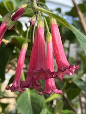 Iochroma cyaneum 'Pink